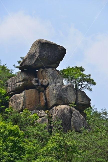 plant,식물,vegetation,초목,nature,자연,outdoors,옥외,충북,화양구곡,첨성대,화양구곡첨성대