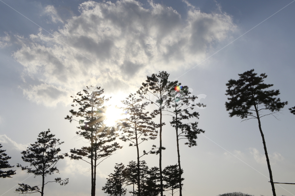 나무,풍경,자연,해,감성,햇살,감성사진,자연,풍경,nature,landscape,flare,플레어,light,빛,plant,식물,tree