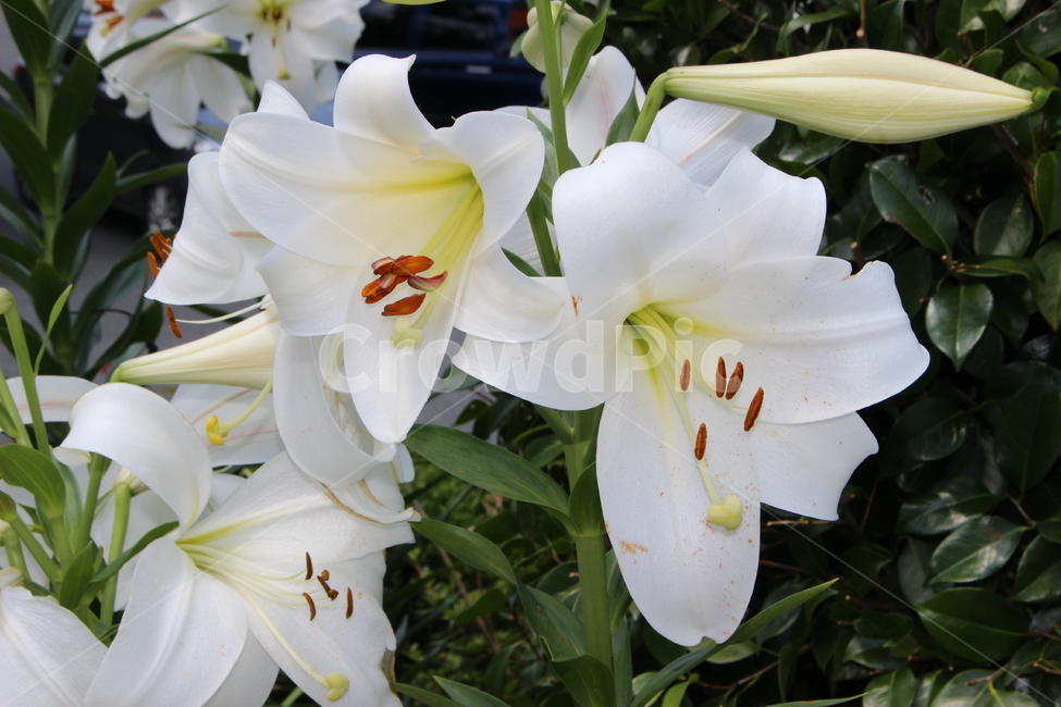 꽃,봄,여름,꽃잎,꽃축제,식물,자연,plants,nature,꽃,flower