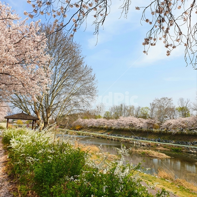 봄,spring,계절,blossom,공원,park,산책로,벚꽃,pink,sky,봄하늘,flower,꽃,식물,자연,plants,nature,꽃,flower