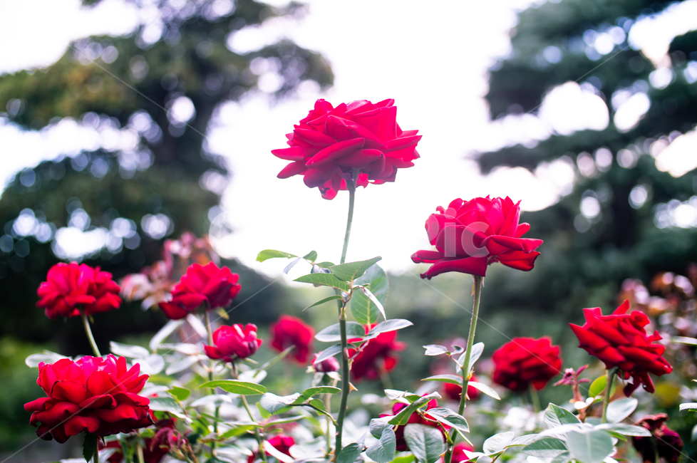 공원,장미,정원,식물,야외,붉은색,자연풍경,풍경,식물,자연,plants,nature,꽃,flower