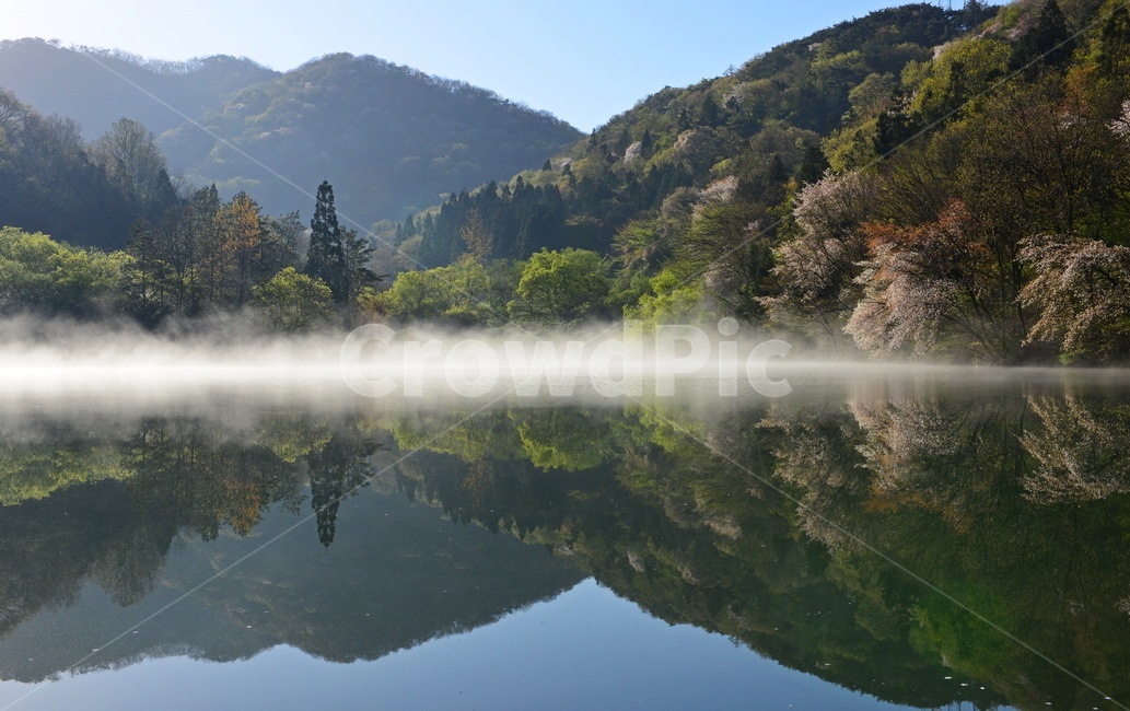 fir,전나무,plant,식물,tree,나무,nature,자연,outdoors,옥외,water,물,화순세량지,화순,세량지,세량지의봄,벚꽃,반영,물안개,봄,계절,spring,season,자연,풍경,nature,landscape