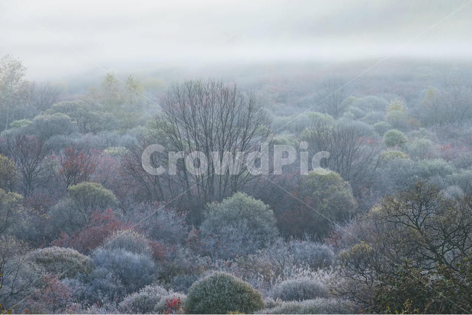 nature,outdoors,옥외,weather,날씨,가을,단풍,서리,산,안개
