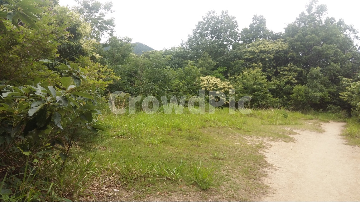 향적산,등산,숲,나무,산책,자연,풍경,nature,landscape,outdoors,옥외,field,들,grassland,목초지