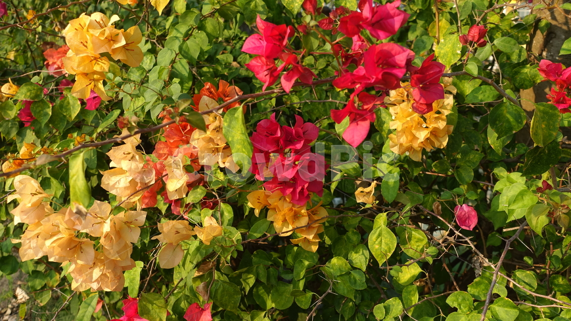 꽃,flower,붉은꽃,주황색꽃,노란꽃,red
