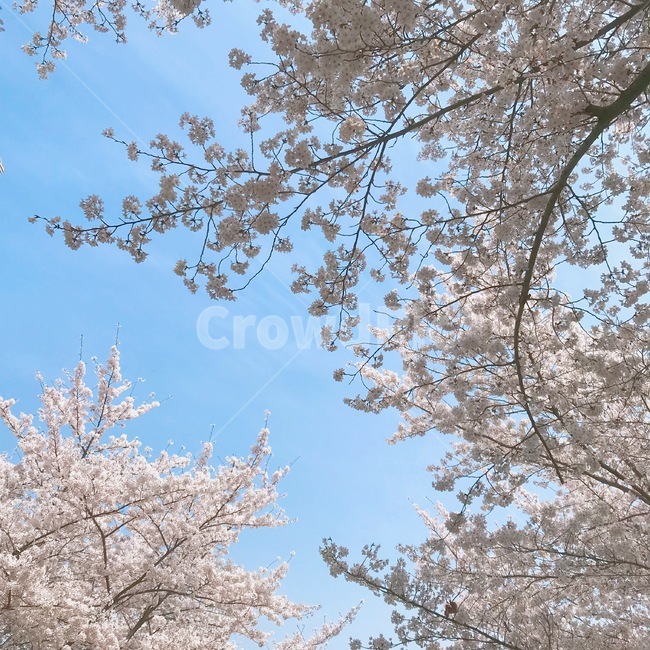 벚꽃,봄,감성,하늘,나무,벚꽃나무,봄,계절,spring,season,자연,풍경,nature,landscape,plant,식물,blossom,꽃,cherry blossom,flower
