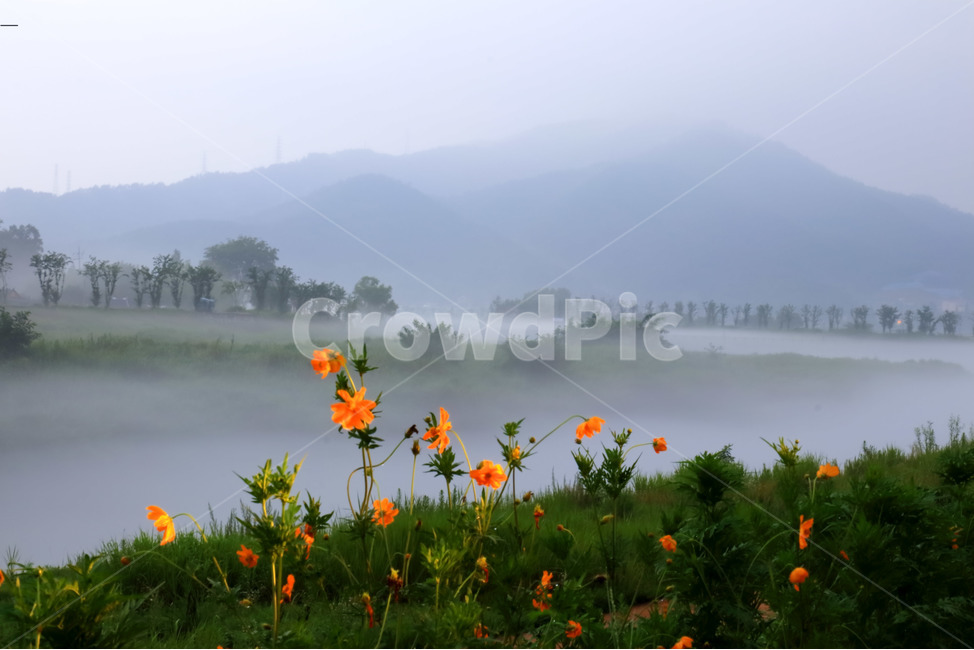 자연,풍경,하천,물안개,꽃,들,호수,날씨,배경,자연배경,자연바탕,감성