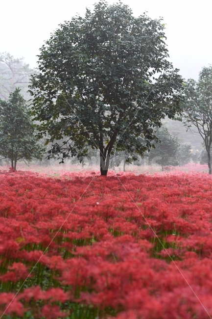 상사화,꽃무릇,안개,가을,꽃,영광,불갑사,자연,풍경,nature,landscape,식물,plants,꽃,flower,plant,tree,나무