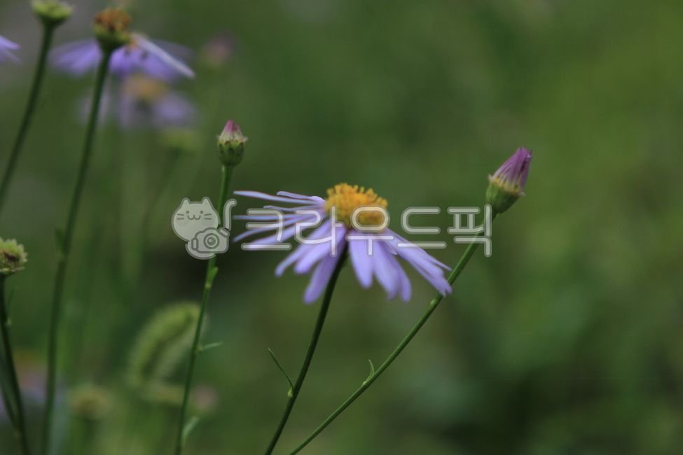 Goryeo mugwort,honeysuckle flower,Chrysanthemum,Michaelmas daisy,bee ant smell,autumn,flower