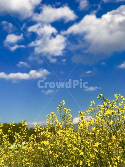 유채꽃,봄,꽃,하늘,구름,봄,계절,spring,season,식물,자연,plants,nature,꽃,flower,field,들