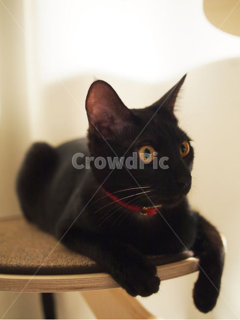 고양이,검은고양이,반려동물,애완동물,pet,cat,노란눈,동물,animal,포유류,mammal,고양이,cat,kitten,kitty