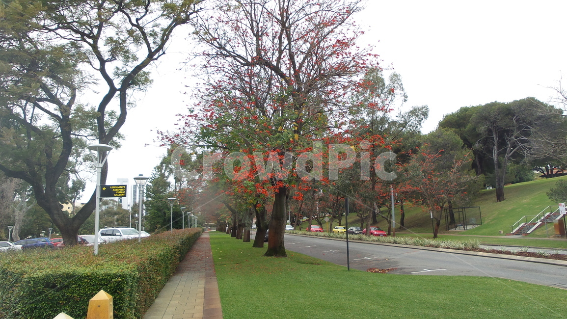 나무,길,감성,tree,perth
