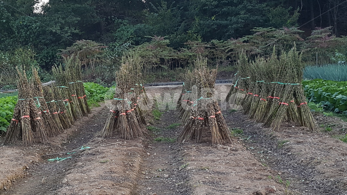가을,풍경,들깨,추수,작물,쓸쓸함,산업,industry,industrial,농업,농사,agriculture,farming,farming industry