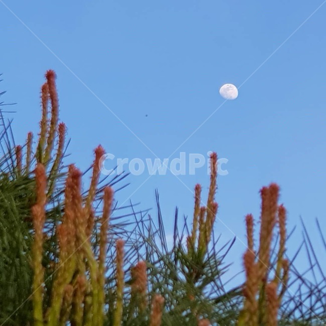 달,낮달,하늘,자연,반달,월출,풀,나무,소나무,감성,moon,여름,봄,초여름,초저녁,저녁,밤,어스름,자연,풍경,nature,landscape,야경,밤,nightscape,night,식물,plants,outdoors,옥외