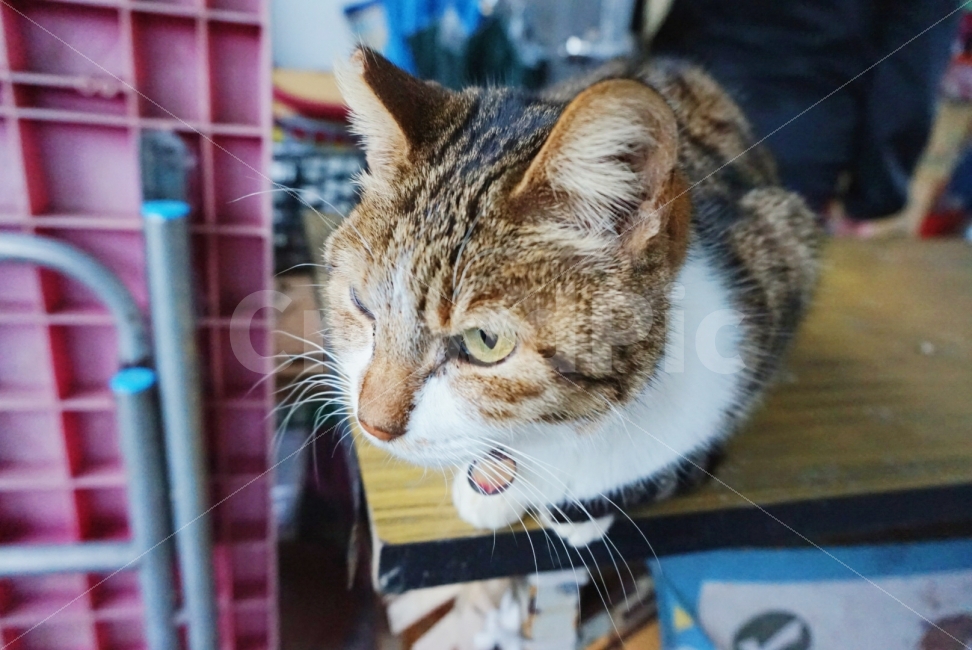 동물,고양이,길고양이,반려묘,Cat,Animal,동물,animal,고양이,cat,kitten,kitty,포유류,mammal