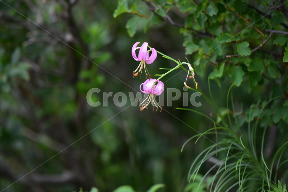 솔나리,야생화,식물,자연,꽃,생태,힐링,플라워,wildflower,flower,plants,nature,season,감성,느낌,emotion,feeling,백합목,백합과,여름,백합속,분홍색,여러해살이풀,식물,자연,plants,nature,꽃,flower