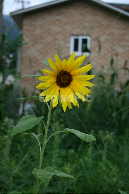 해바라기,식물,flower,plants,nature,꽃,꽃봉오리,식물,자연,plants,nature,꽃,flower
