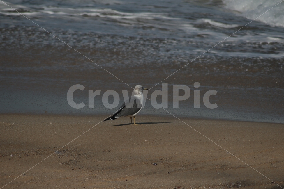 동물,새,조류,갈매기,해변,바다,바닷가,해변가,gull,sea,해변,바다,beach,sea,동물,animal,조류,새,birds