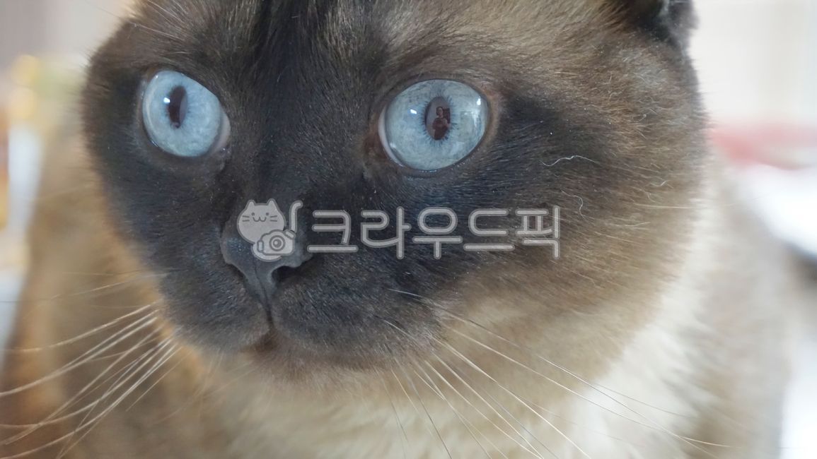 cat,curiosity,siamese cat,close up,lovely,cat eyes,blue eyes,pet