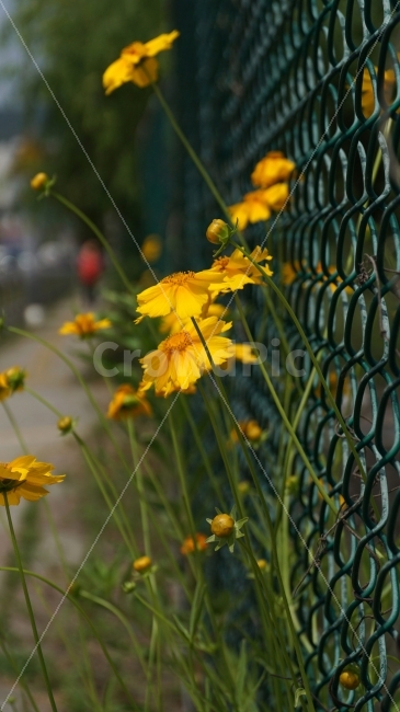 금계국,꽃,플라워,자연,식물,flower,nature,철조망,거리,꽃사진,접사,macro,풍경,landscape,plants,식물,자연,plants,nature,꽃,flower