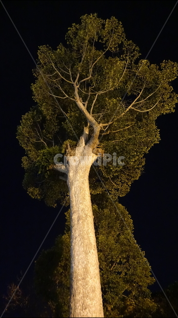 tree,나무,plant,식물,treetrunk,나무줄기,우듬지,밤,검정,black,검은색