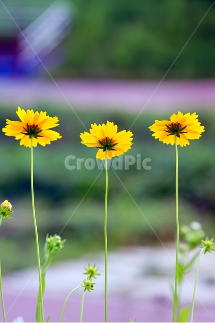 꽃,자연,에세이,봄꽃,노랑,식물,자연,plants,nature,꽃,flower