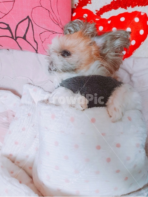 강아지,시츄,잠자는강아지,누워있는강아지,졸린강아지,이불