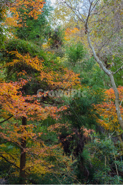 단풍,가을,식물,붉은,자연,풍경,산,일본,이바라키,계절,fall,낙엽,season,가을,계절,fall,autumn,season,tree,나무,plant,leaf,잎,maple