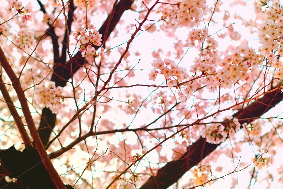 벚꽃,봄,자연,꽃,벚꽃놀이,감성사진,배경화면,로맨틱,봄,계절,spring,season,식물,자연,plants,nature,꽃,flower,plant,blossom