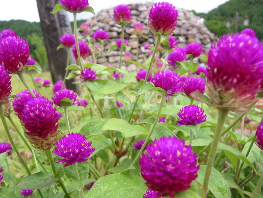 천일홍,식물,blossom,꽃,flower,healing,힐링,gomphrenaglobosa,plant,식물,자연,plants,nature,꽃,flower