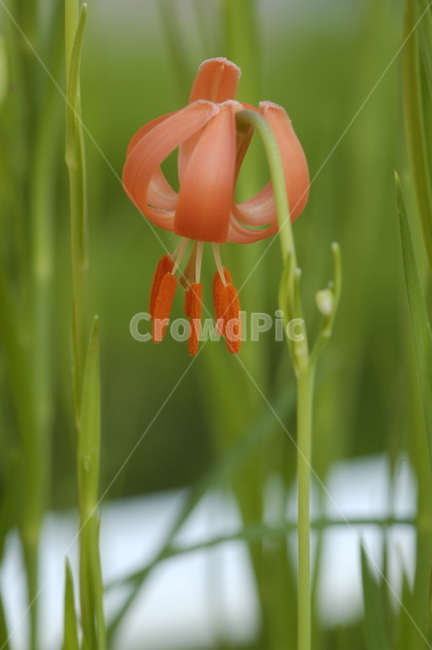 꽃,식물,flower,나리꽃,화분