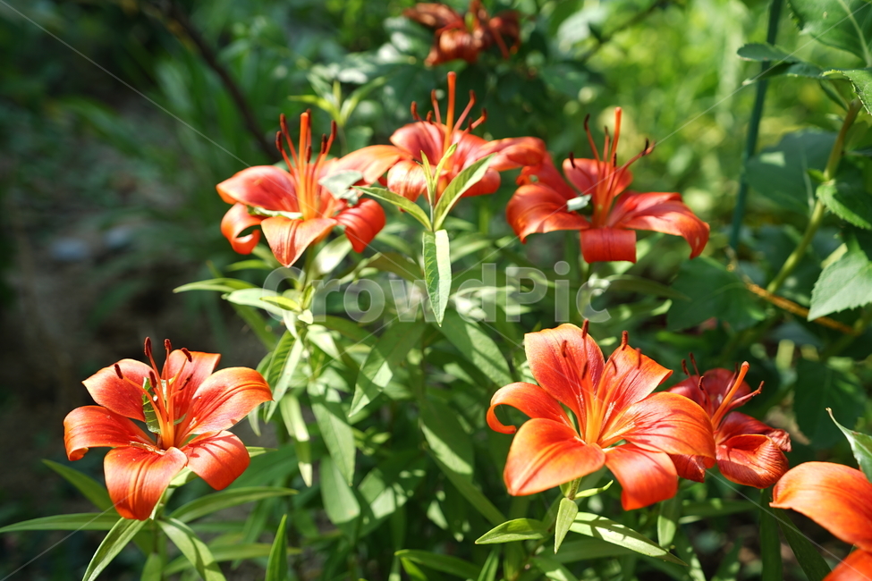 꽃,플라워,색감,컬러,주황색,오렌지빛,식물,접사,flower,생명,나리꽃,감성사진,자연,컬러풀,식물,자연,plants,nature,꽃,flower,색깔,색상,색채,색감,color sense,color sensitivity,feeling of color