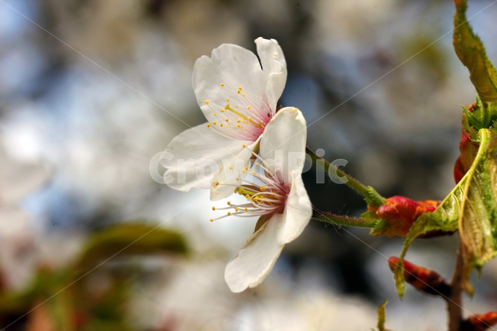 식물,화분,pollen,plant,벚꽃
