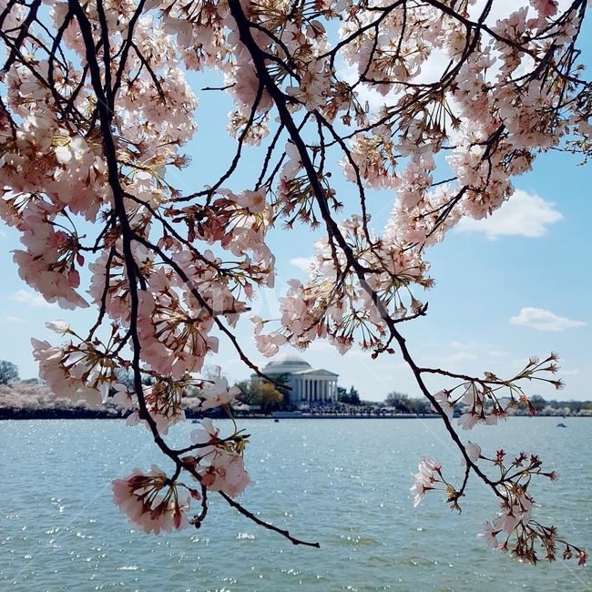 cherryblossom,벚꽃,벚꽃축제,봄,계절,꽃,spring,washingtondc
