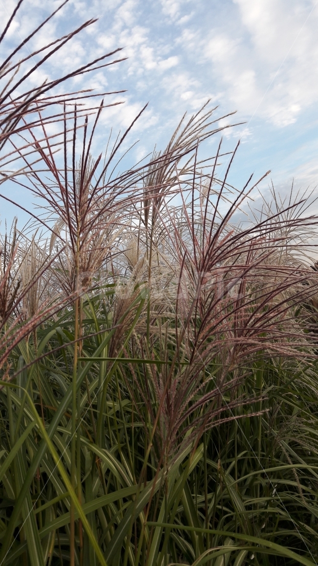 억새풀,하늘공원,상암동,하늘,구름,가을,계절,fall,autumn,season,식물,자연,plants,nature,grass,잔디,plant,lawn,reed,갈대