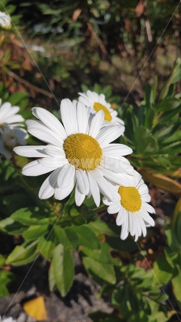 daisy,데이지,꽃,국화,소국,흰꽃,white,flower,daisies,plant,blossom,향기,계란꽃,야외,아웃도어,자연광,자연,식물,자연,plants,nature,꽃,flower