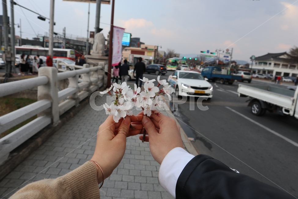 벚꽃,꽃놀이,벚꽃놀이,경주벚꽃,커플꽃놀이,커플,경주,봄,계절,spring,season,꽃,flower,연인,커플,사랑,lover,couple,transportation,교통,car,차,vehicle,차량,automobile,자동차,blossom,plant,식물,petal,꽃잎,truck,트럭