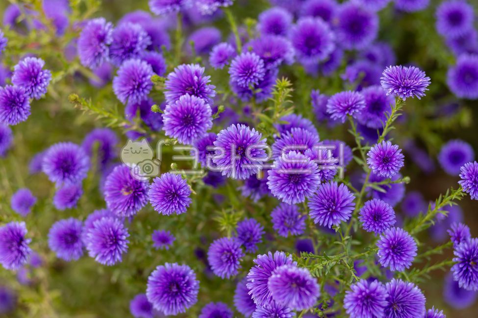 국화,국화꽃,꽃,보라색,식물,개화,자연,근접,chrysanthemum,flower,purple,flowering,nature,closeup