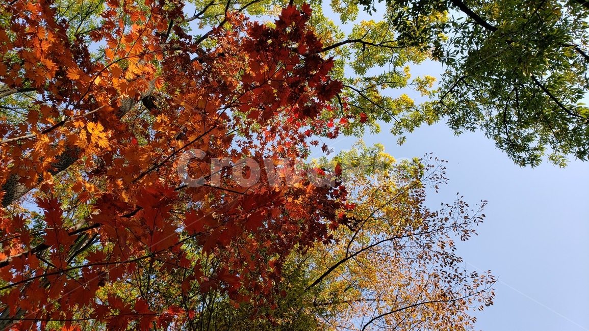 가을,단풍,나무,fall,leaf