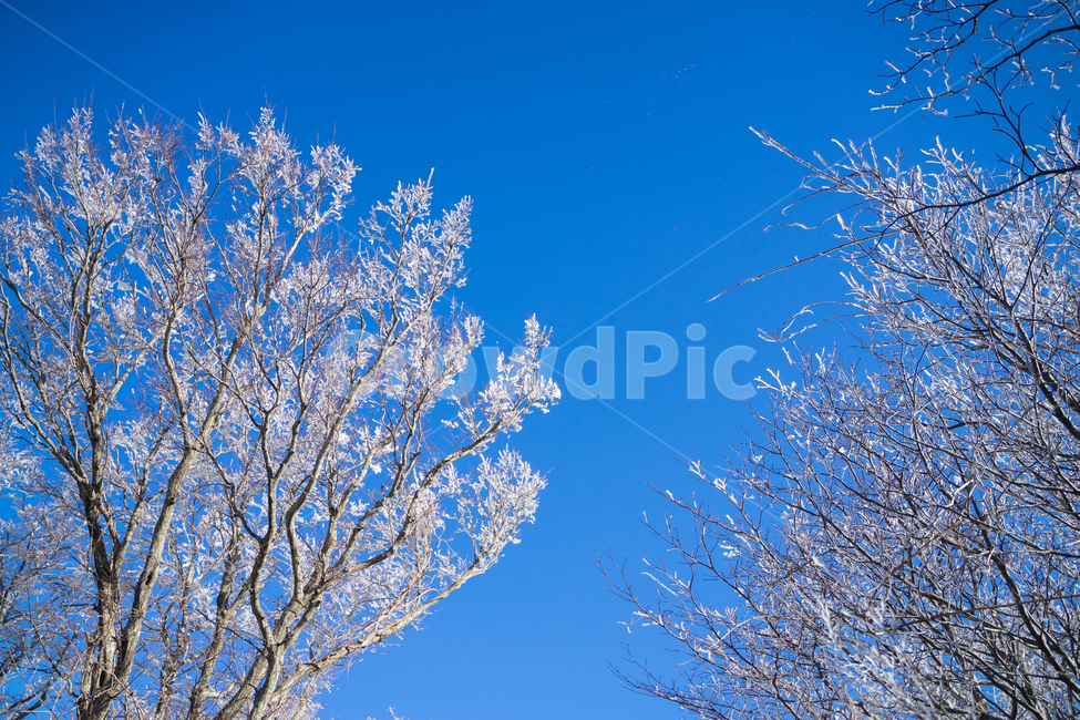 눈꽃,눈,한라산,제주도,겨울한라산,겨울,계절,winter,season,자연,풍경,nature,landscape,outdoors,옥외