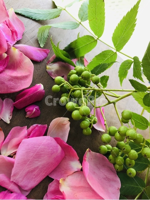 blossom,plant,petal,flower,pinkrose,핑크장미