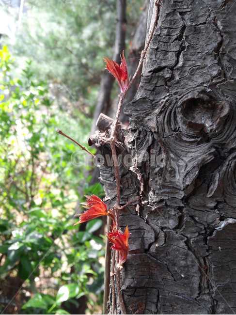 잣나무,봄,덩굴식물,기생식물,새싹,잣나무껍질,침엽수,숲,식물,자연,plants,nature,나무,trees,wood