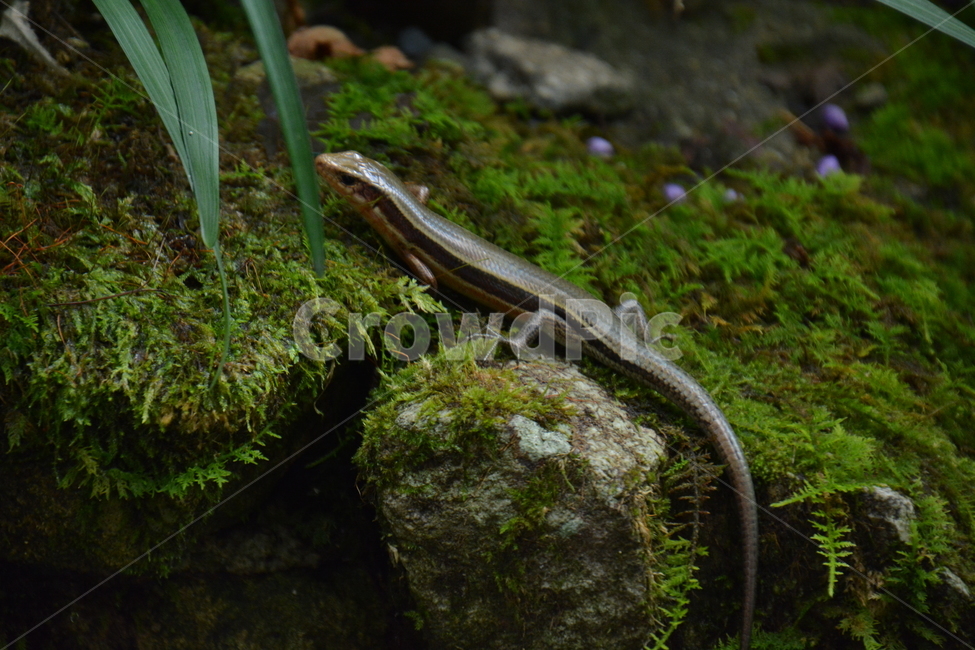 도마뱀,이끼,녹색,돌,파충류,파충류,양서류,reptile,amphibian