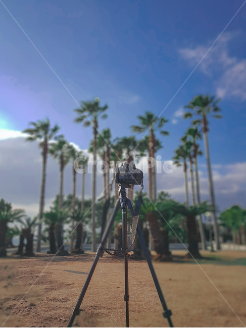 삼각대,tripod,배경화면,카메라,야자수,하늘,맑음,tree,나무,blue