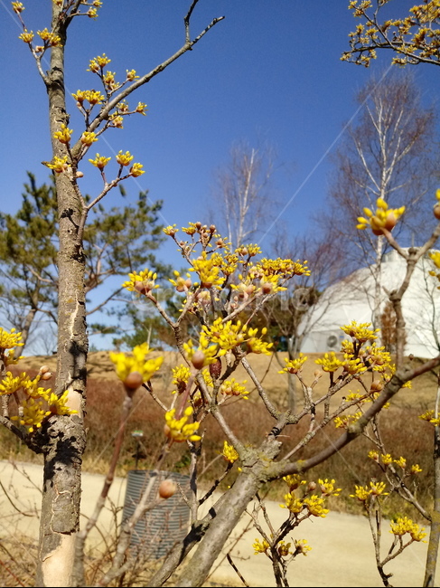 나무,식물,나무가지,tree,treetrunk,산수유,꽃