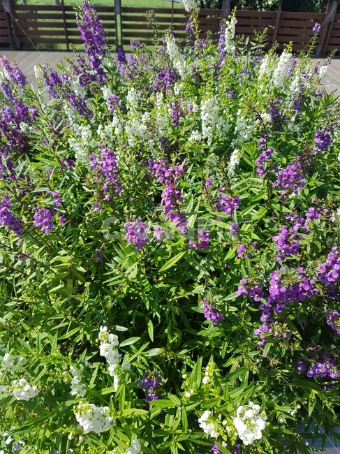꽃,초록색꽃,식물,여름,꿀,식물,자연,plants,nature,꽃,flower