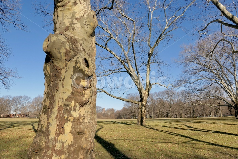 센트럴파크,공원,풍경,나무,잔디,식물,자연,plants,nature,나무,trees,wood