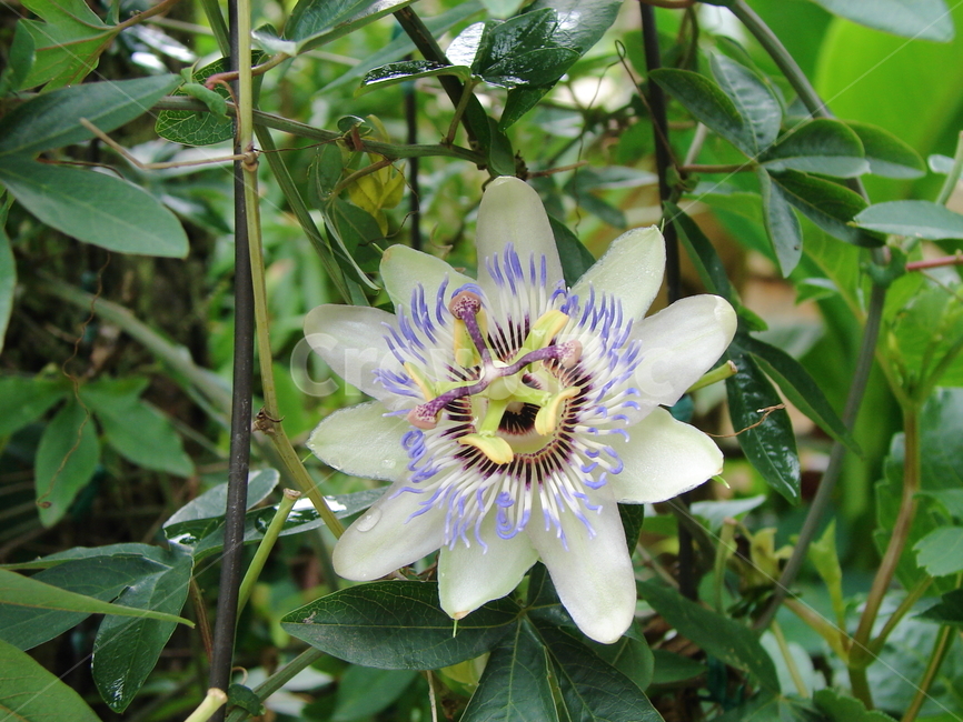 시계꽃,시계초,꽃시계,서양국,관상식물,덩클식물,식물,flower,plants,nature,여름꽃,옥예화,화경,전지연,서번련,passionflower,passifloracaerulea,passionflower,다년생식물,여러해살이,약용식물,passionvines,passiflora
