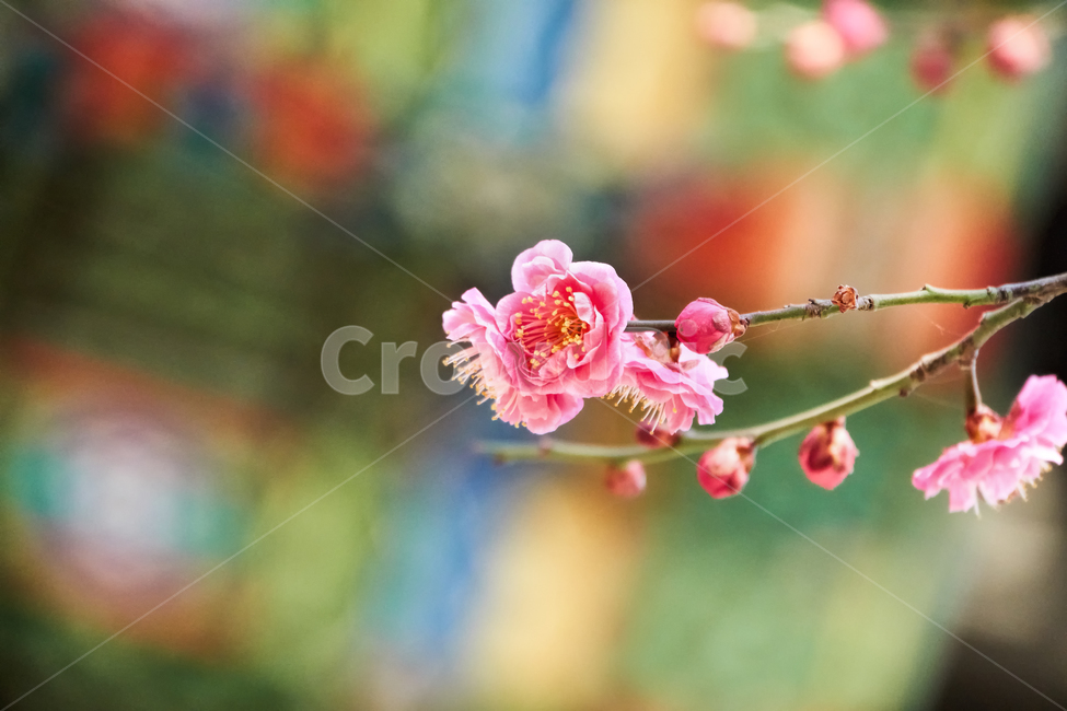 홍매화,매화,꽃,매화꽃,자주색,접사,붉은색,tree,blossom,plum,flower,pink,leaf,sky,nature,floral