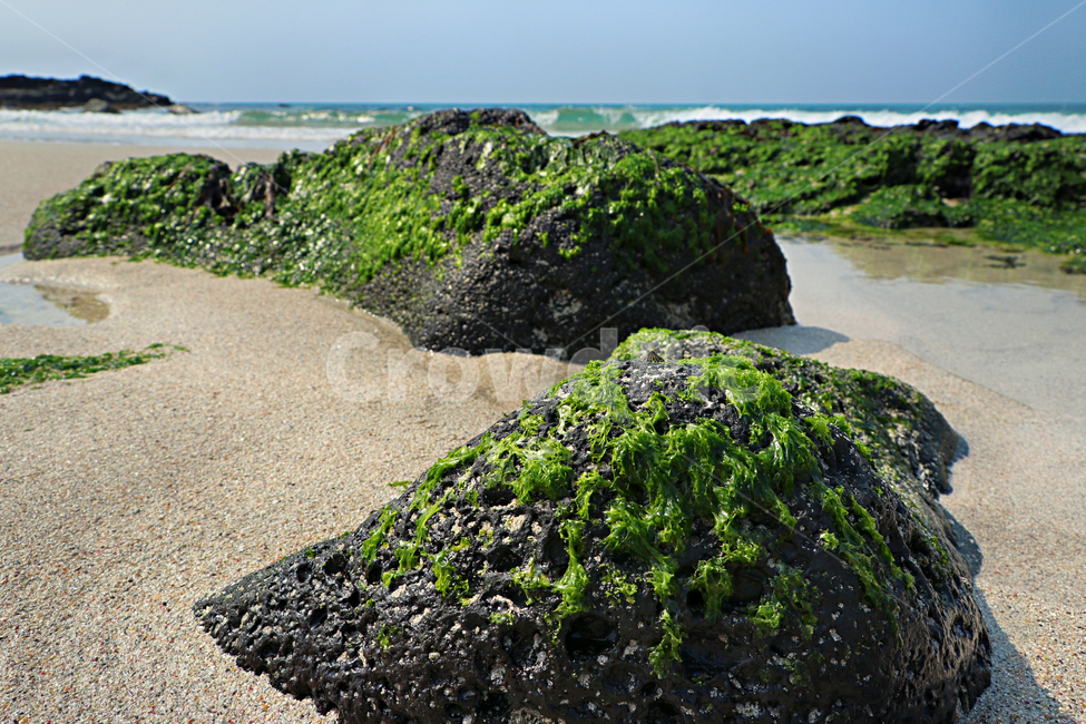 바닷가,해조류,파래,plant,식물,자연,풍경,nature,landscape